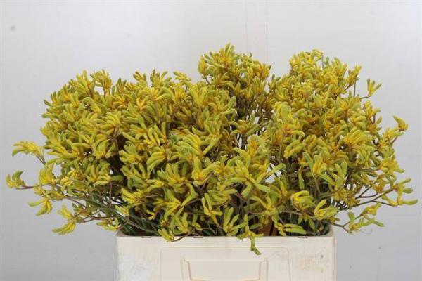Vollsortiment - Anigozanthos gelb - 10 Stiele